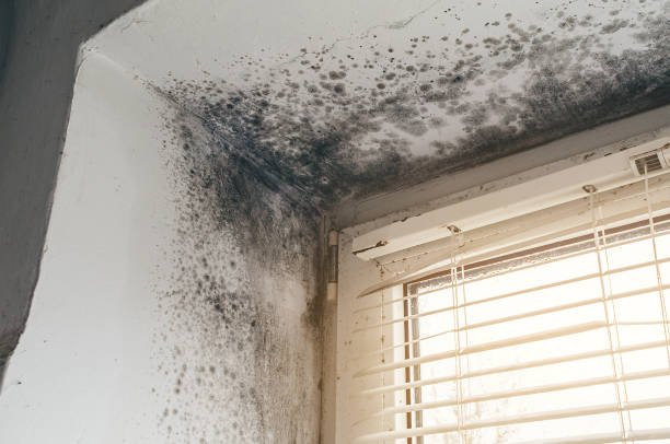Affordable Mold Remediation solutions in Antioch, IL
